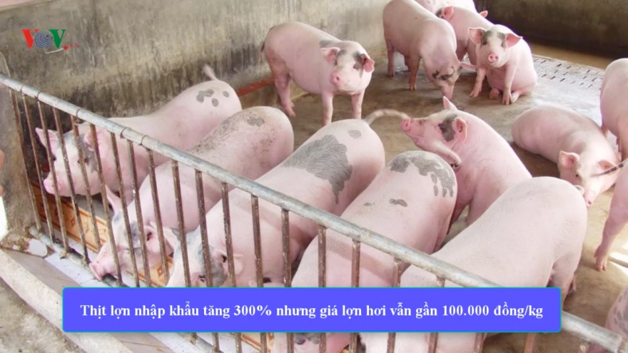 Thịt lợn nhập khẩu tăng 300%, giá lợn hơi vẫn tiến sát 100.000 đồng/kg
